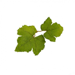 Leaf Camo – LC1 - Fern