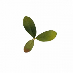 Leaf Camo – LC2 - Emerald