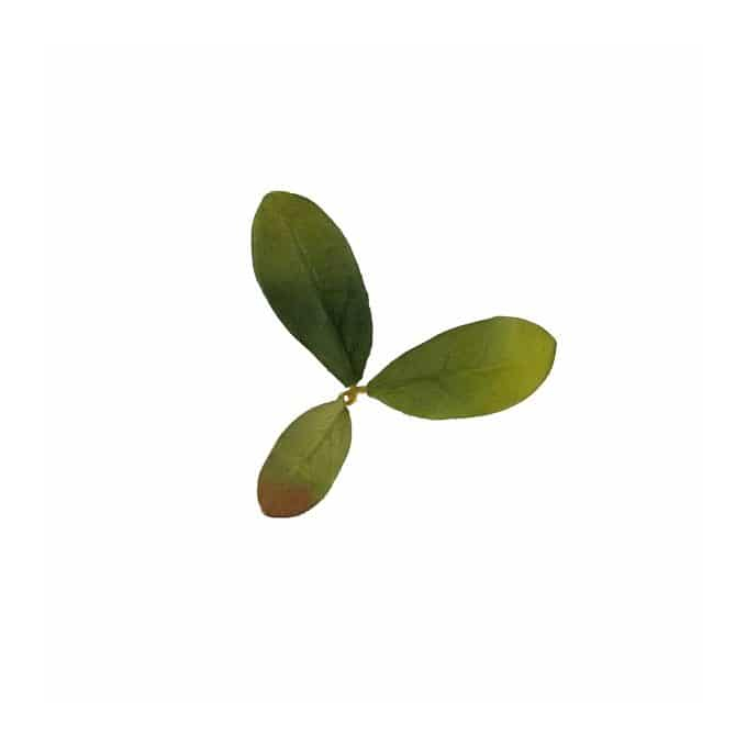 Novritsch LEAF CAMO 3D Leaves LC2, 40 Pcs – Emerald | ANAREUS