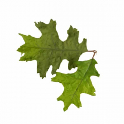 Leaf Camo – LC4 - Oak Green