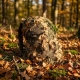 KMCS maskovací potah na batoh s 3D listy (L) – Next-Gen Brown
